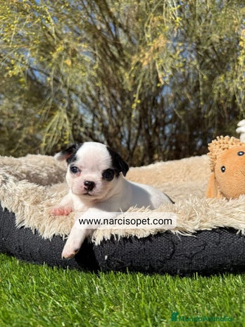 Chihuahua perros - Anuncio 5