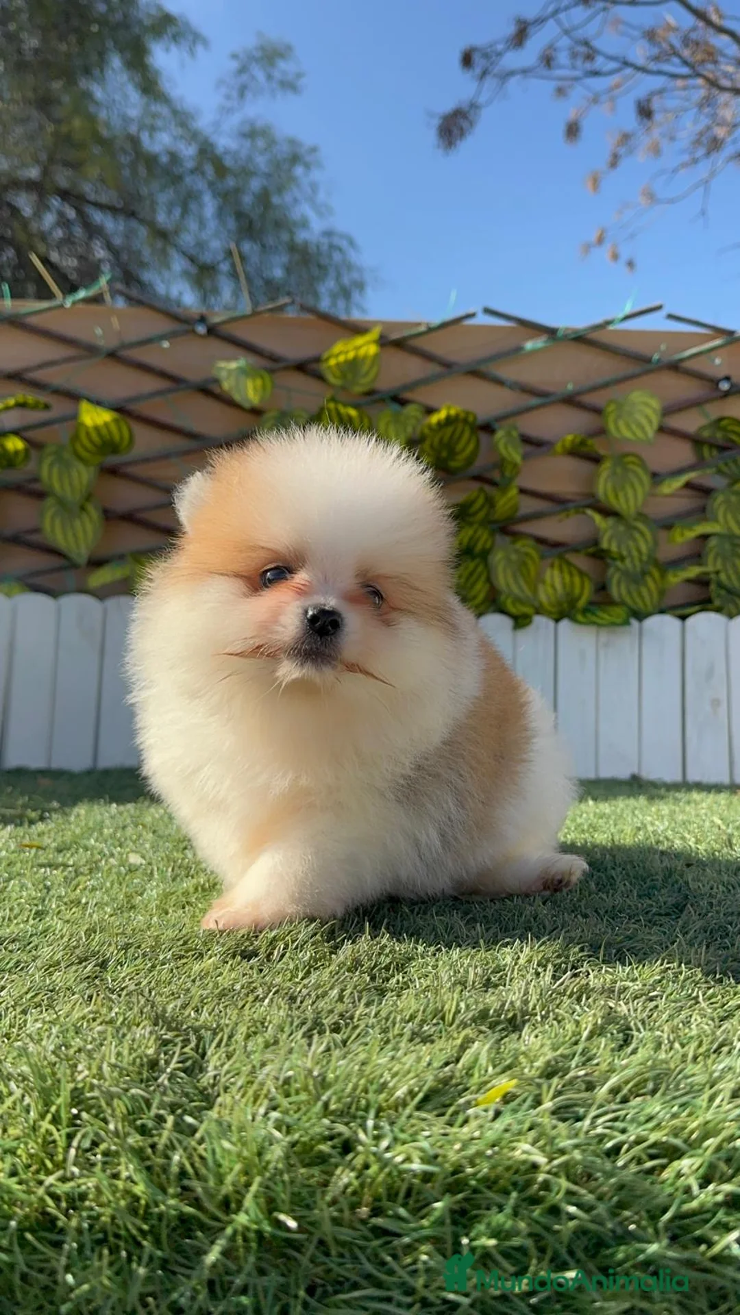 Pomerania perros en venta: POMERANIA MACHO - Anuncio 10