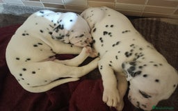 Dálmata perros en venta: Cachorros de dalmatas  en Ciudad Real - Imagen 7