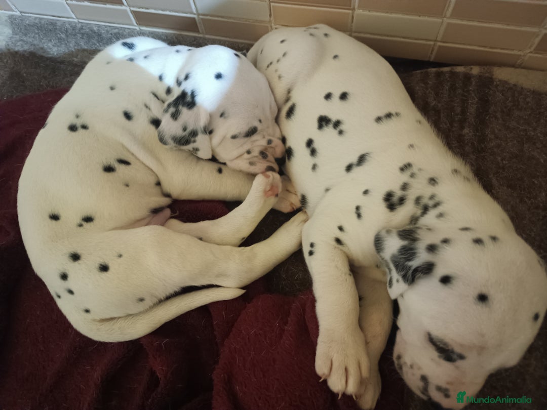 Dálmata perros en venta: Cachorros de dalmatas  en Ciudad Real - Imagen 7