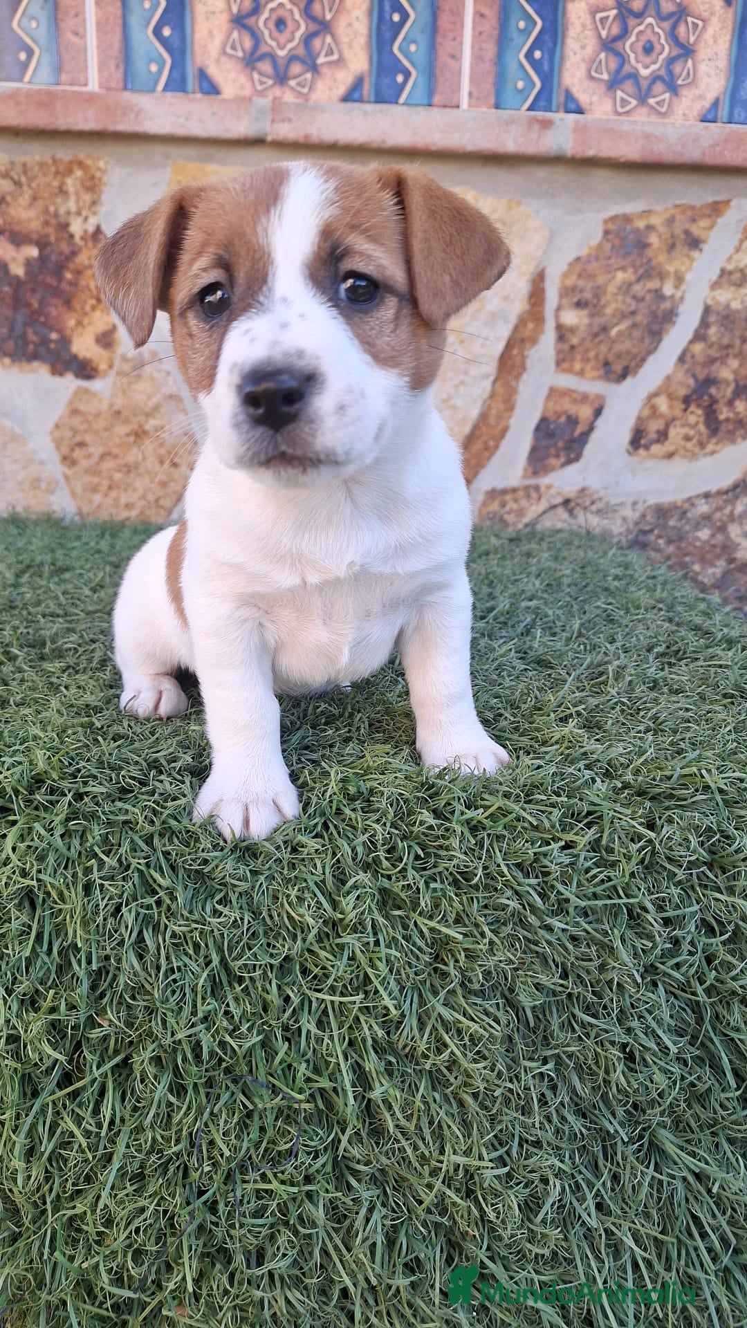 Jack Russell Terrier perros en venta: Jack Russell juguetones bicolor  - Anuncio 1