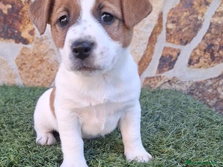 Jack Russell Terrier perros Jack Russell juguetones bicolor - Anuncio 2