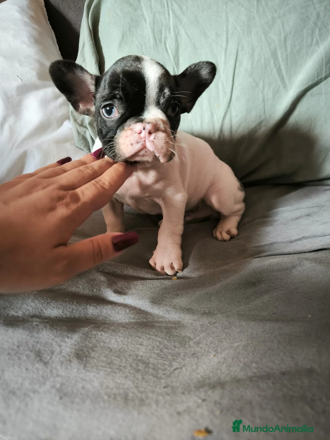 Bulldog Francés perros en venta: BULLDOG FRANCÉS MERLE en Madrid - Anuncio 8