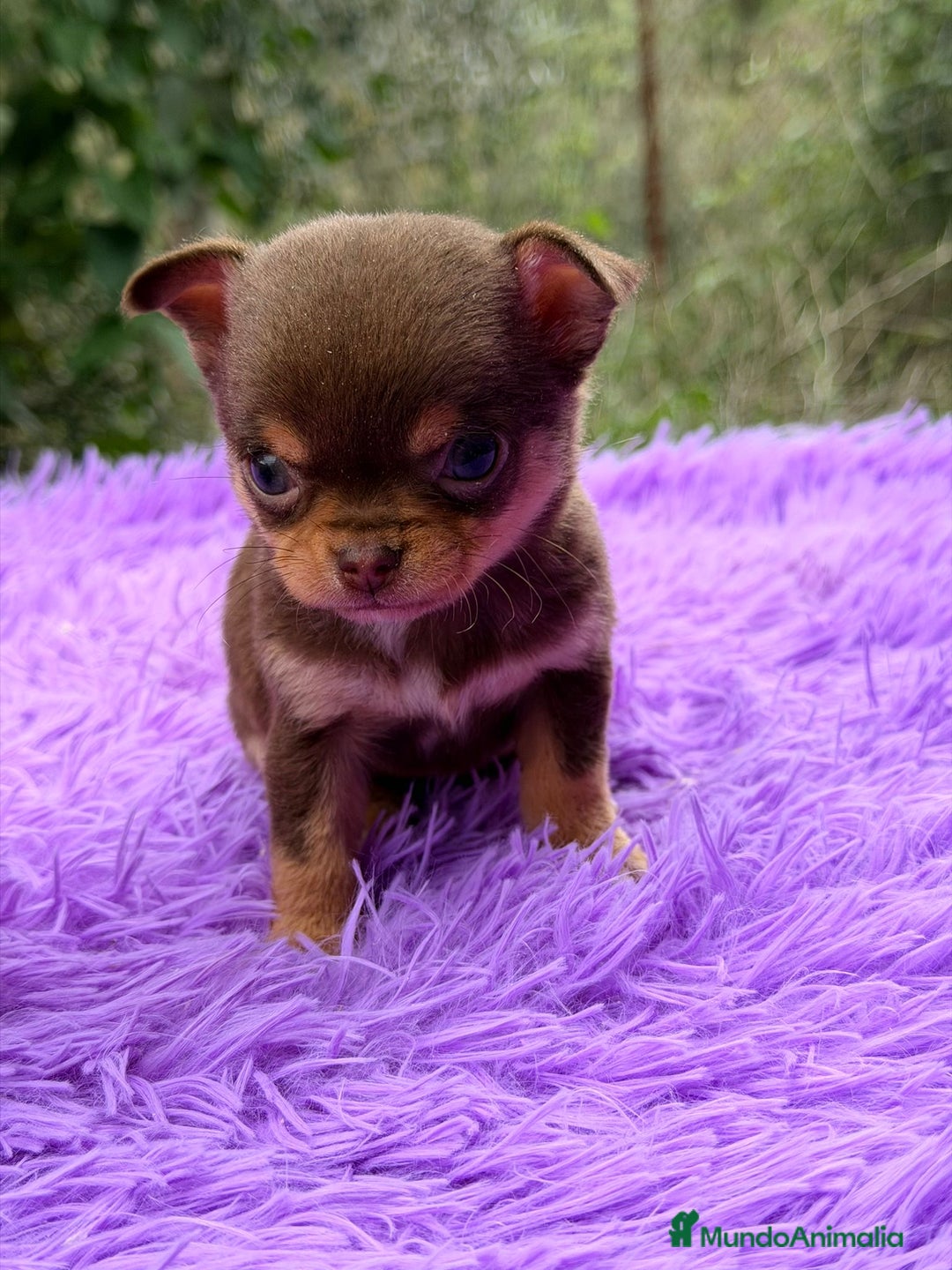 Chihuahua perros en venta: CHOHUAHUA MINI TOY HEMBRA - Anuncio 3