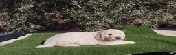 Golden Retriever perros en venta: Gran Camada de Golden Retriever - Anuncio 9