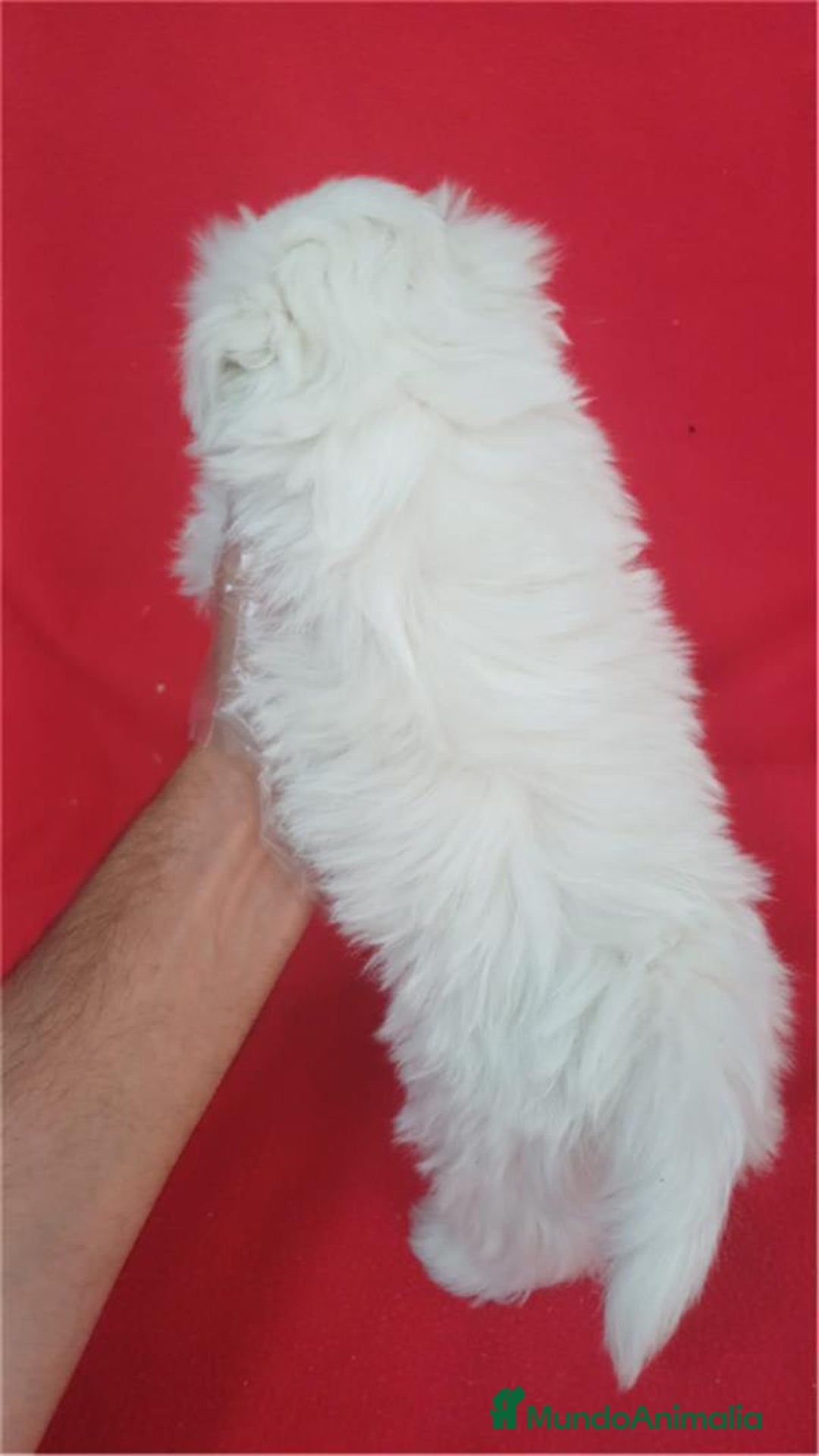 Bichón Maltés perros en venta: Bichon Maltés Americano  - Imagen 3