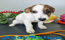Jack Russell Terrier perros en venta: Jack Russel Hembra JMU 7728 AQUANATURA - Imagen 7