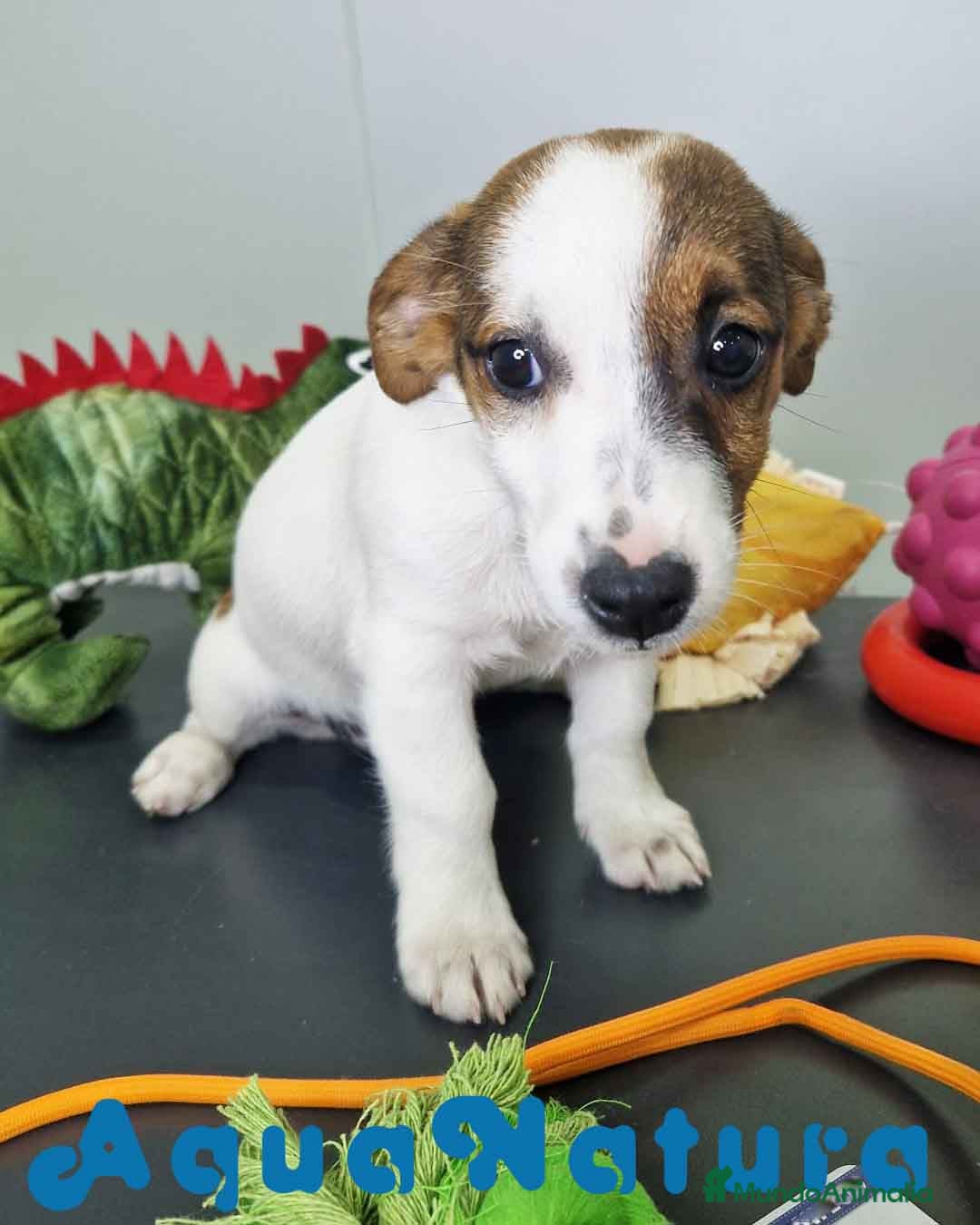 Jack Russell Terrier perros en venta: Jack Russel Hembra JMU 7728 AQUANATURA - Imagen 7