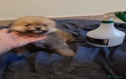 Pomerania perros en venta: Lulu pomerania toy osito - Imagen 7