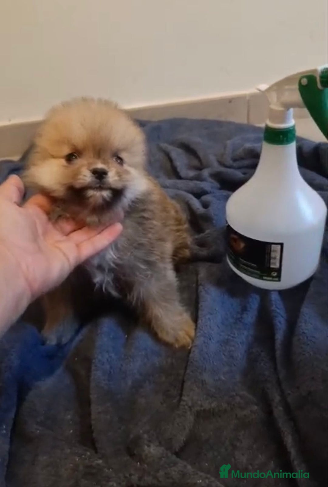 Pomerania perros en venta: Lulu pomerania toy osito - Imagen 7