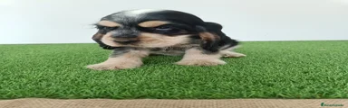 Cocker Spaniel Inglés Cachorro 1