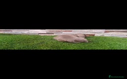 Teckel perros en venta: Hembra teckel Isabella  - Imagen 2