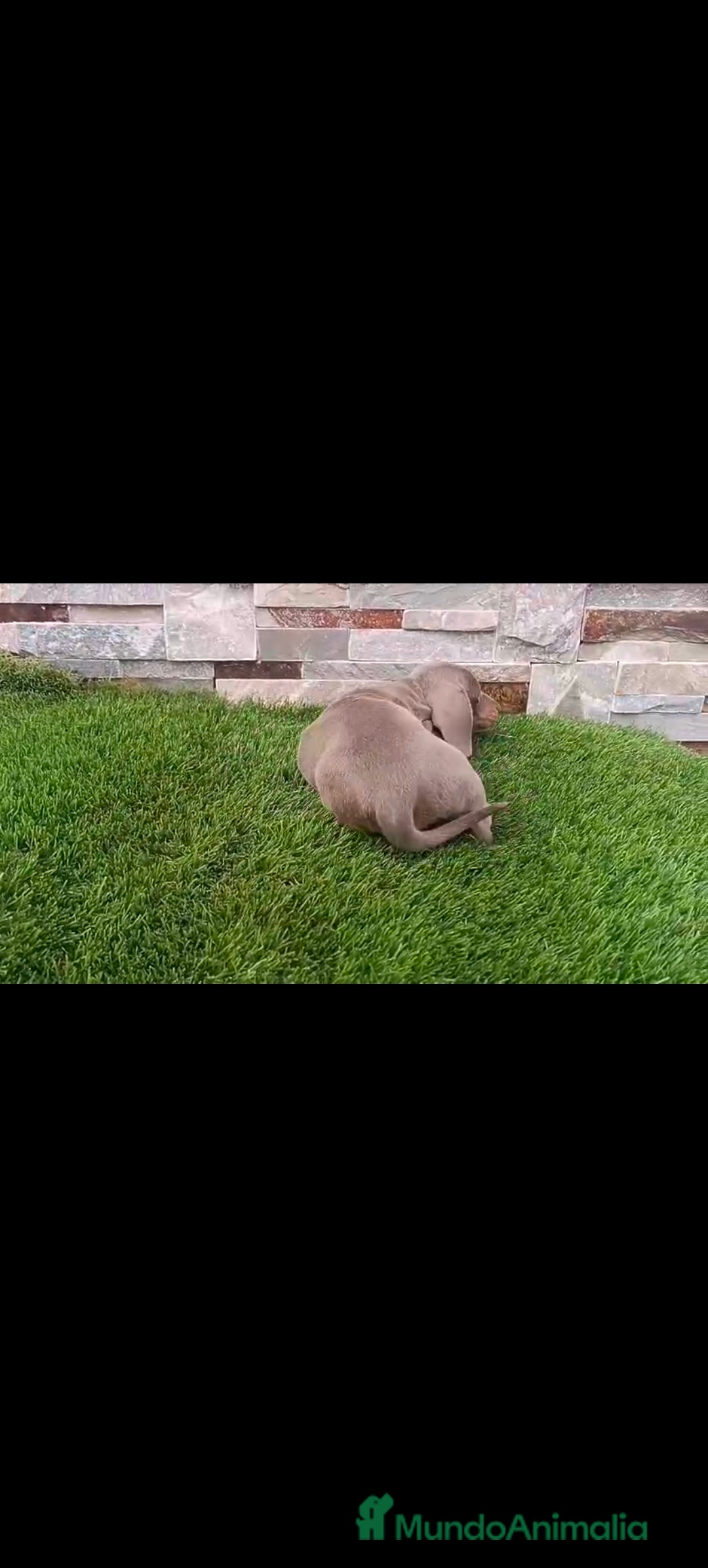 Teckel perros en venta: Hembra teckel Isabella  - Imagen 2