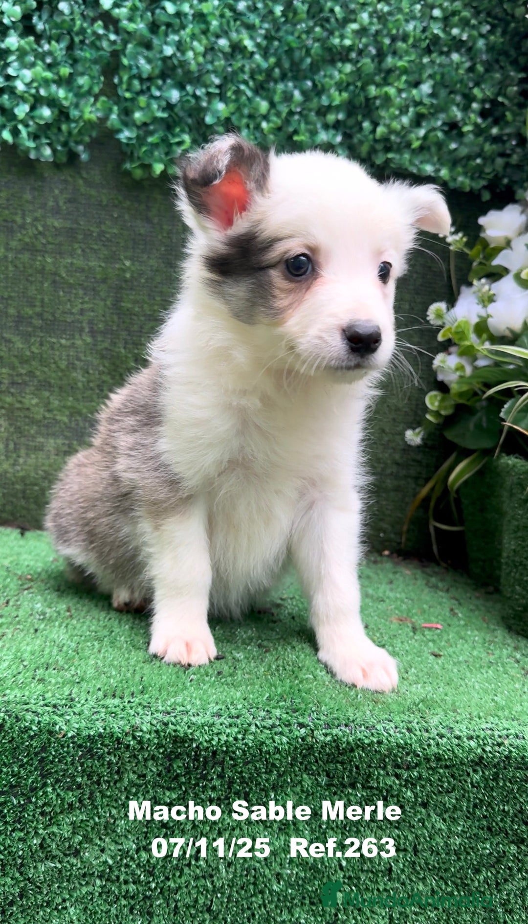 Border Collie perros en venta: Border Collie  - Anuncio 27