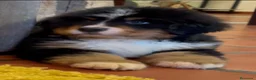 Boyero de Berna perros en venta: Boyeros de Berna hembra calidad - Anuncio 1