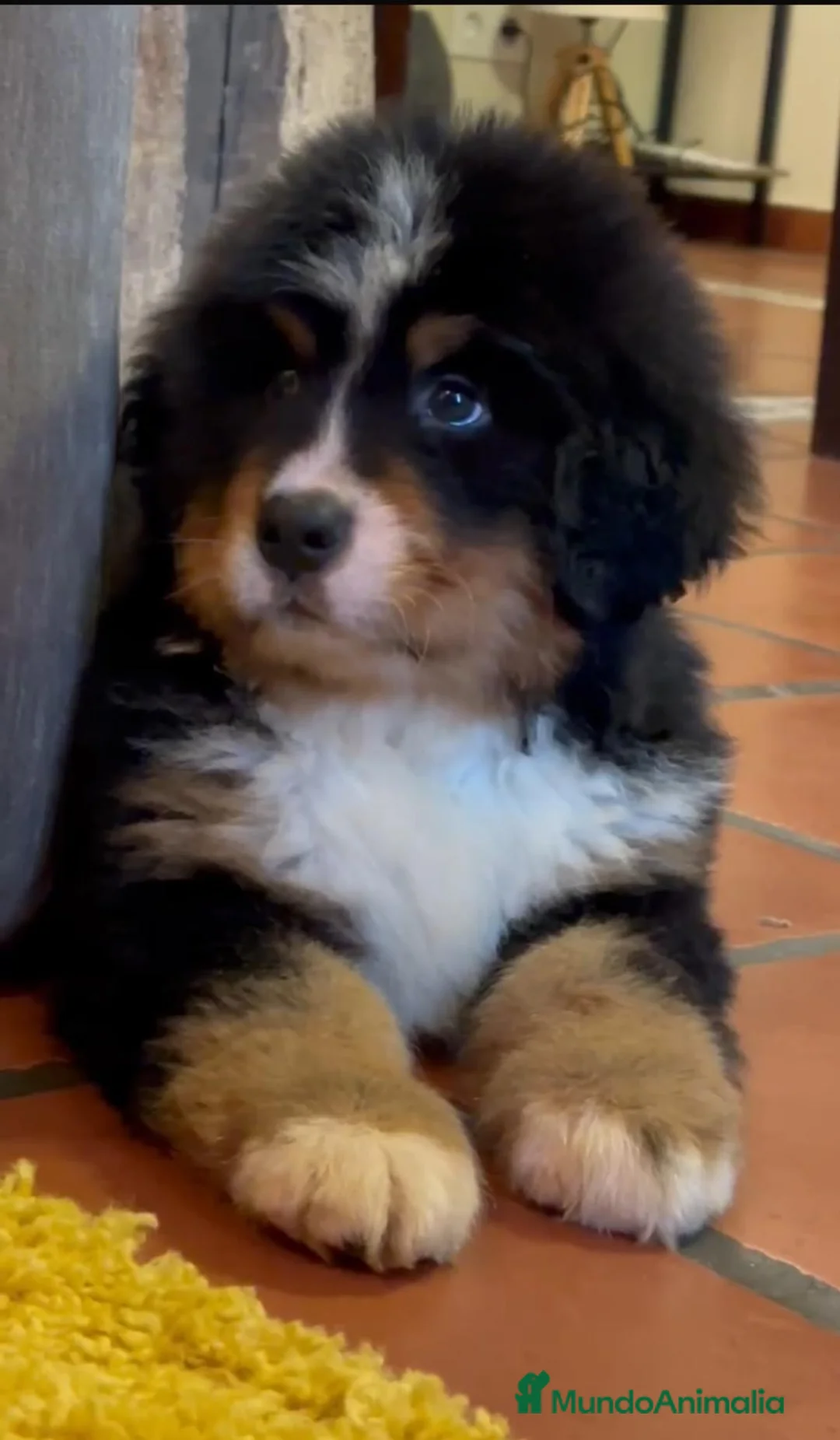 Boyero de Berna perros en venta: Boyeros de Berna hembra calidad - Anuncio 1