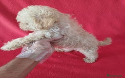 Caniche Enano perros en venta: Caniche Enano  - Imagen 2