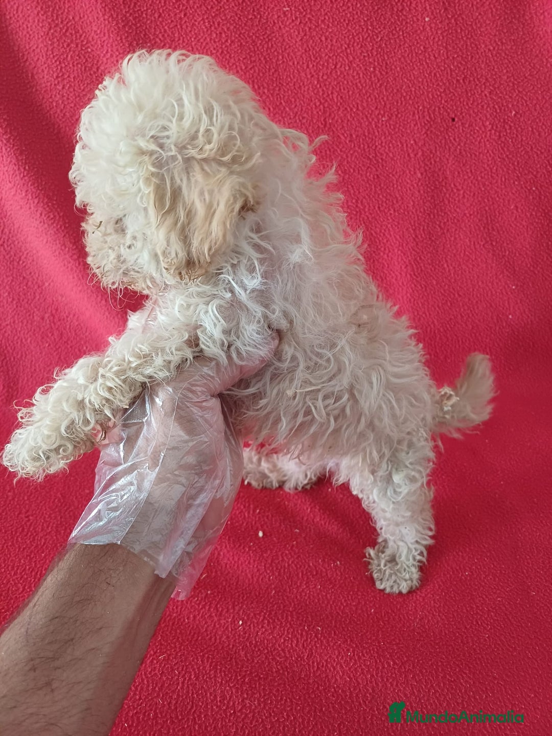 Caniche Enano perros en venta: Caniche Enano  - Imagen 2