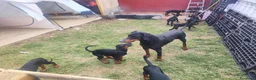 Dobermann perros en venta: Cachorros doberman en Tenerife  en Santa Cruz de Tenerife - Anuncio 3