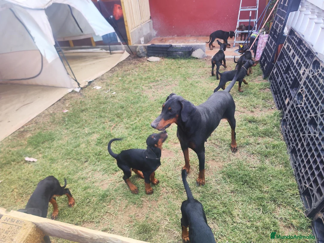 Dobermann perros en venta: Cachorros doberman en Tenerife  en Santa Cruz de Tenerife - Anuncio 3