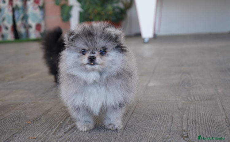 Pomerania perros - Anuncio 1