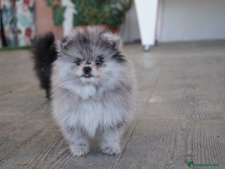 Pomerania perros - Anuncio 1