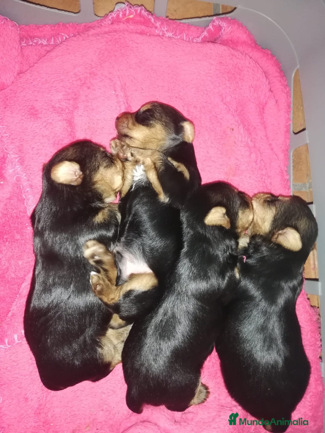 Yorkshire Terrier perros en venta: Yorkshire terrier  - Anuncio 5