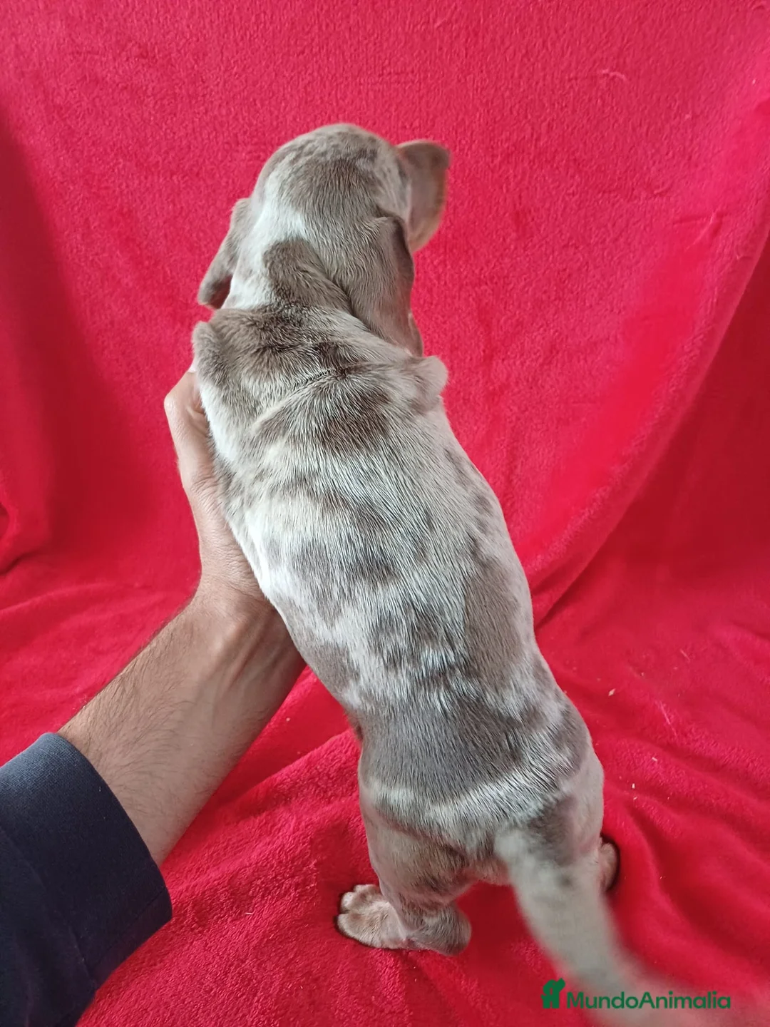 Teckel perros en venta: Teckel  - Anuncio 3