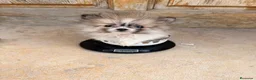 Pomerania perros en venta: Pomerania particolor hembra toy  - Anuncio 3