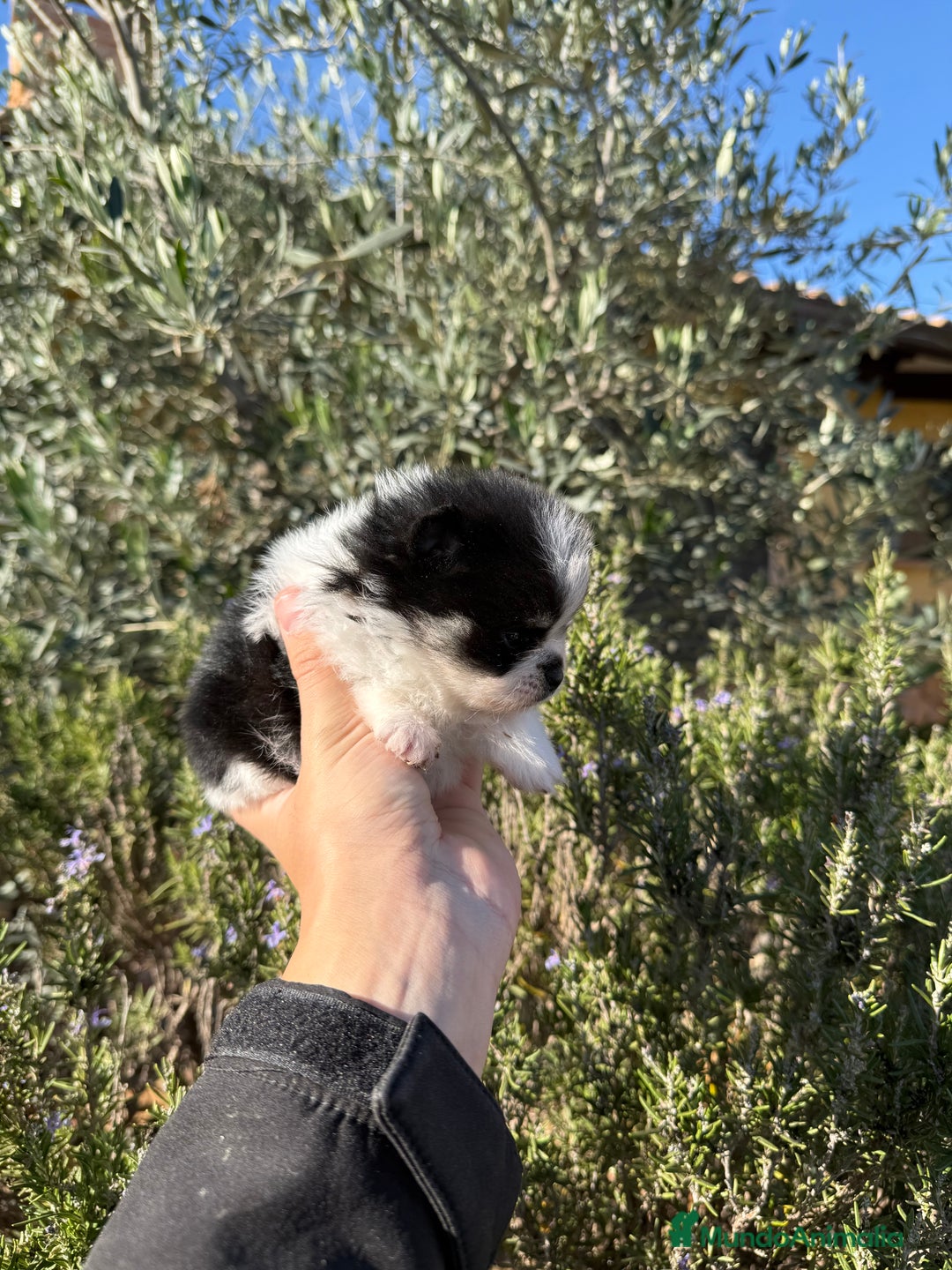 Pomerania perros en venta: Pomerania Toy - Anuncio 3