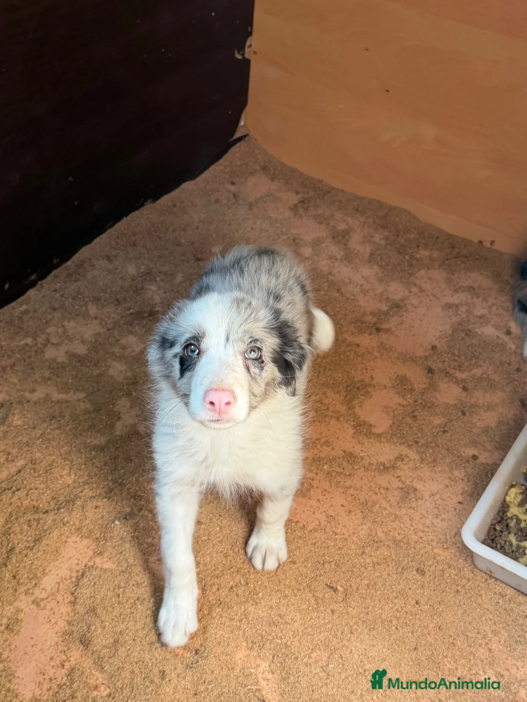 Border Collie perros en venta: Borde collie  - Anuncio 2
