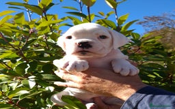 Boxer perros en venta: BOXER HEMBRA BLANCA - Imagen 3