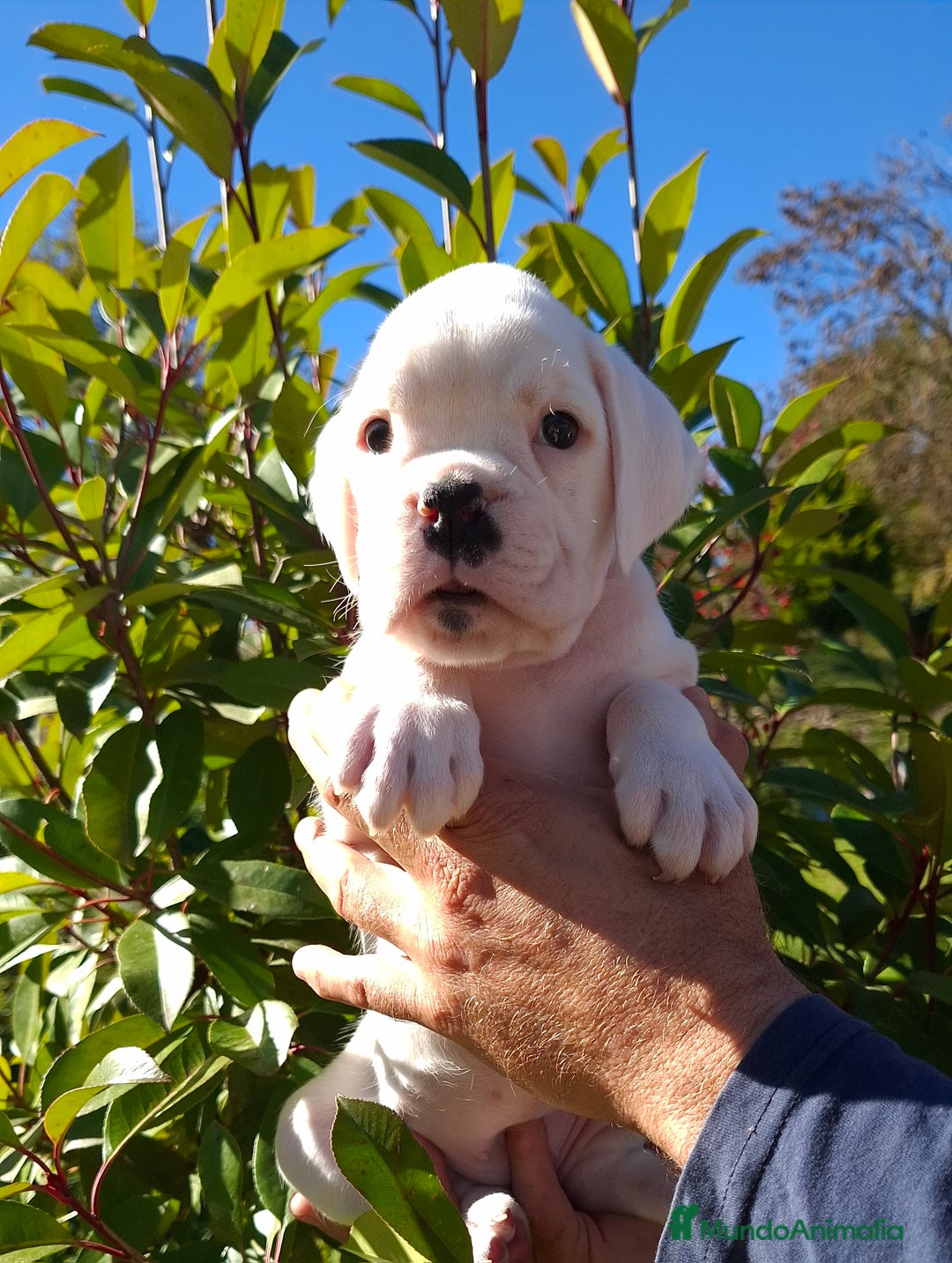 Boxer perros en venta: BOXER HEMBRA BLANCA - Imagen 3