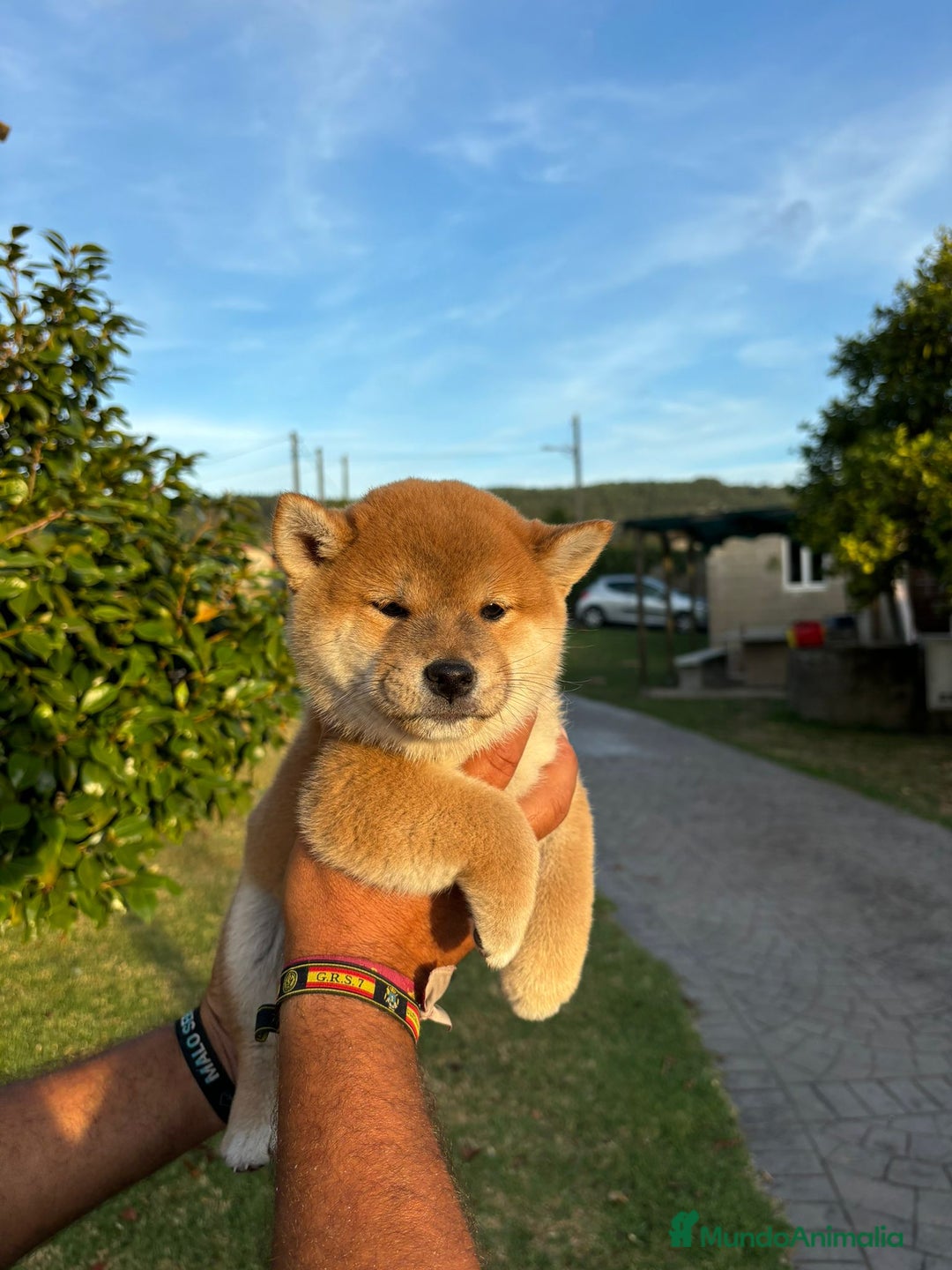 Shiba Inu perros en venta: SHIBA INU PONTEVEDRA - Anuncio 3