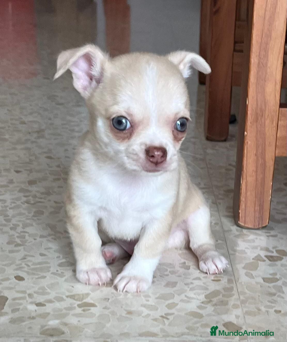 Chihuahua perros Chihuahua toy  - Anuncio 2