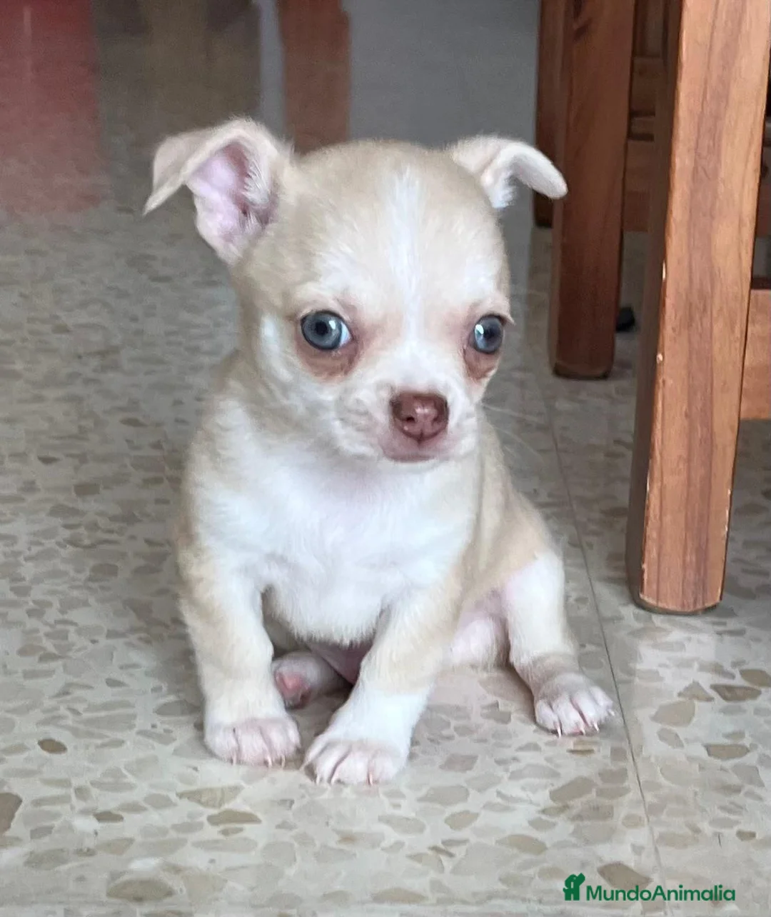Chihuahua perros en venta: Chihuahua toy  - Anuncio 1