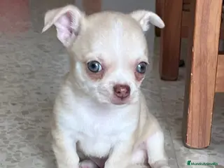 Chihuahua perros Chihuahua toy - Anuncio 3