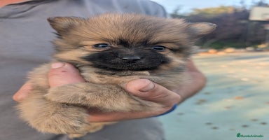 Spitz pequeño - Kleinspitz perros - Anuncio 1