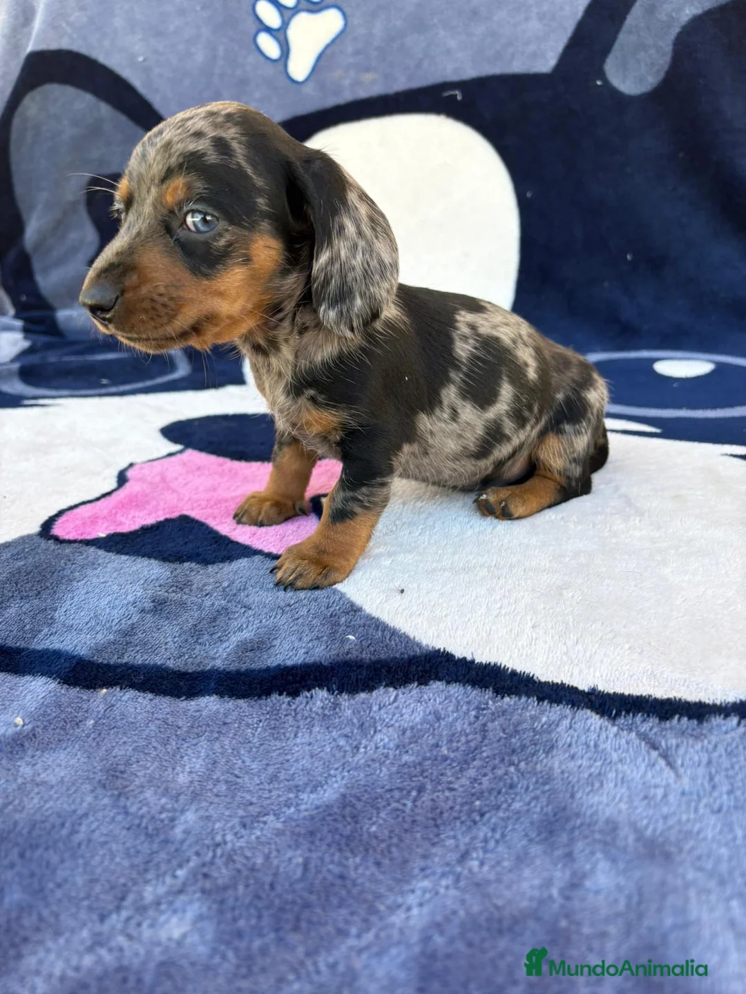 Teckel Miniatura perros en venta: Cachorros de Teckel Miniatura  - Anuncio 5