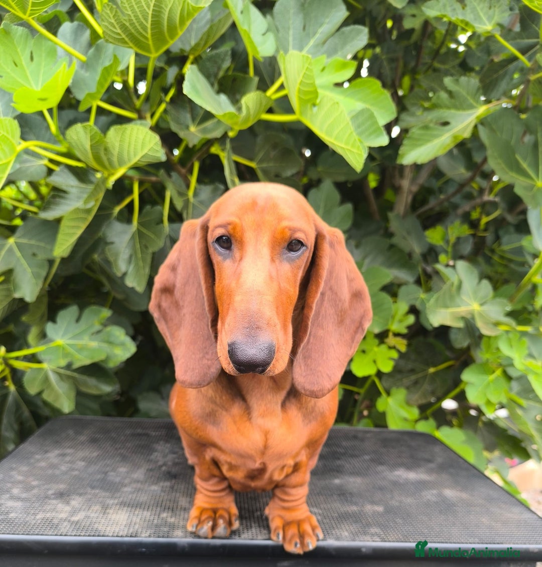 Teckel perros en venta: Teckel Standard en Canarias  - Imagen 3