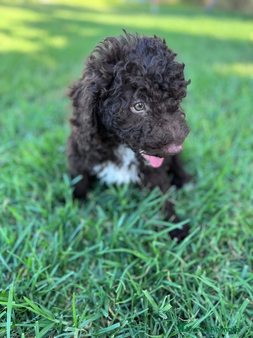 Perro de Agua Español perros en venta: PERRO DE AGUA ESPAÑOL - Imagen 2