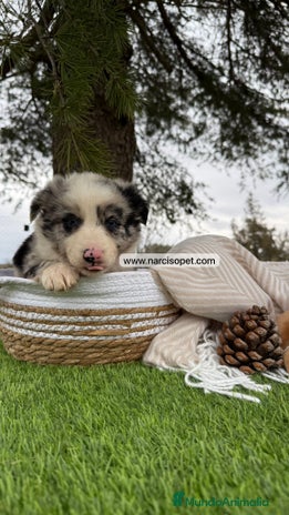 Border Collie perros - Anuncio 5