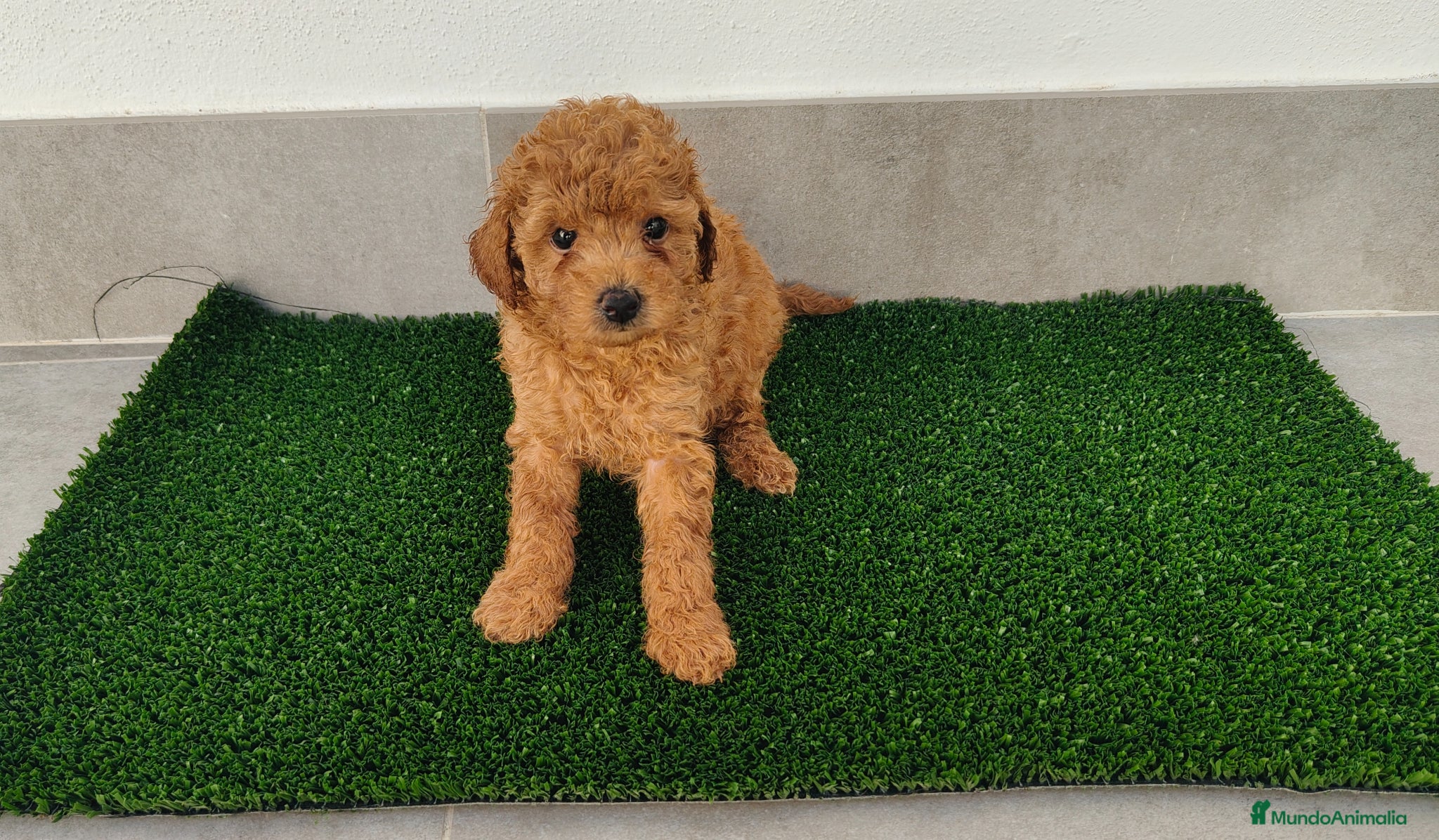 Caniche Toy perros Caniches toy - Anuncio 1