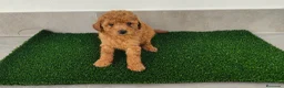 Caniche Toy perros en venta: Caniches toy - Anuncio 1