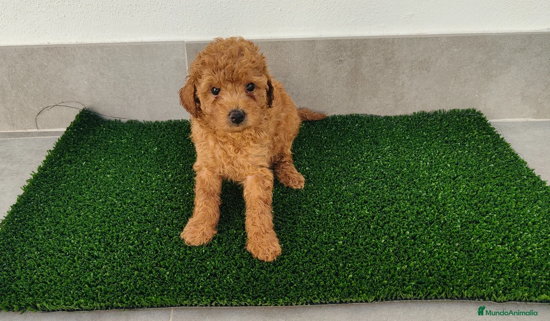 Caniche Toy perros en venta: Caniches toy - Anuncio 1