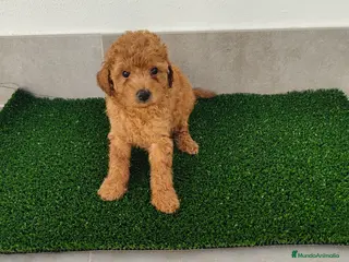 Caniche Toy perros Caniches toy - Anuncio 1