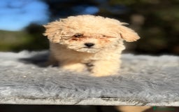 Caniche Toy perros en venta: Caniche Toy Apricot  - Anuncio 6