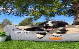 Teckel Miniatura perros en venta: CACHORROS BORDER COLLIE - Imagen 3