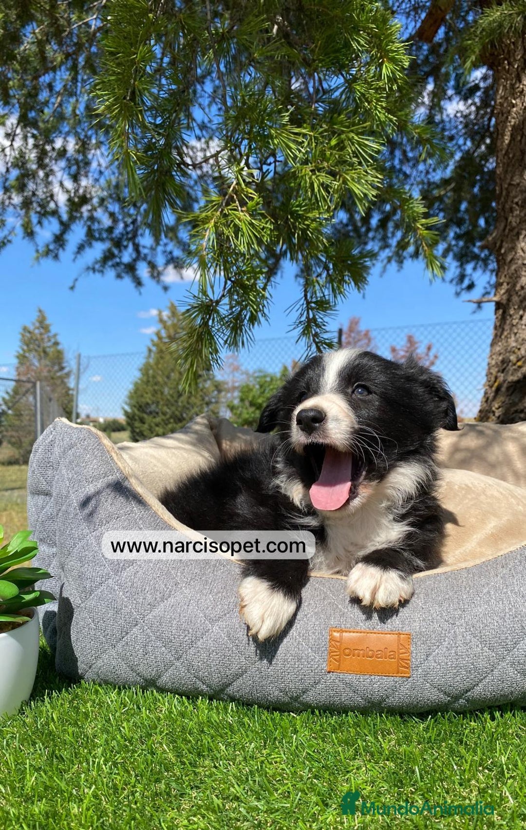 Teckel Miniatura perros en venta: CACHORROS BORDER COLLIE - Imagen 3