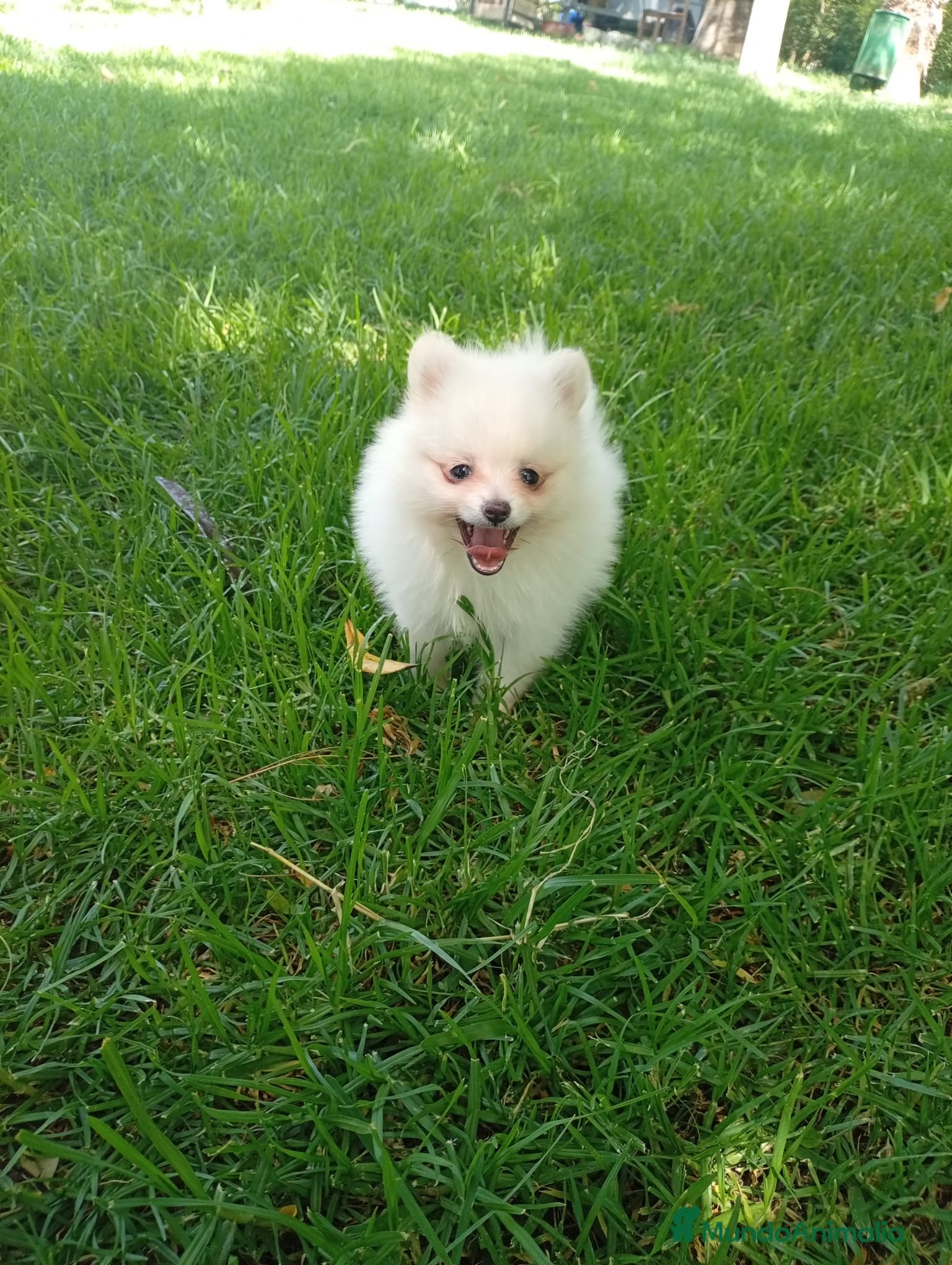 Pomerania perros Disponible hembra de pomerania de calidad  - Anuncio 1